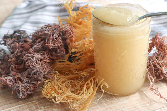 The Power of Sea Moss: Benefits, Recipes, and Considerations