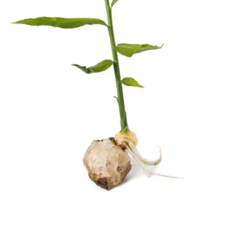 Ginger Essential Oil