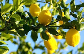 Lemon Essential Oil