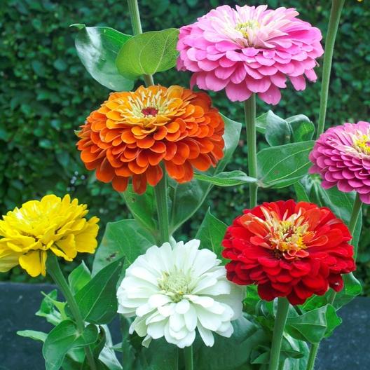 Zinnia Seeds - For the Love of Zinni