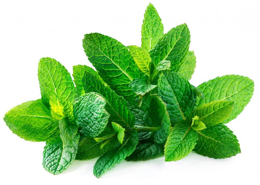 Spearmint Essential Oil