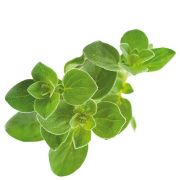 Oregano Essential Oil