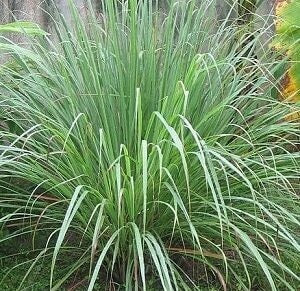 Citronella Essential Oil