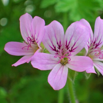 Geranium Essential Oil