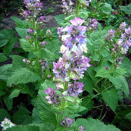 Clary Sage Essential Oil